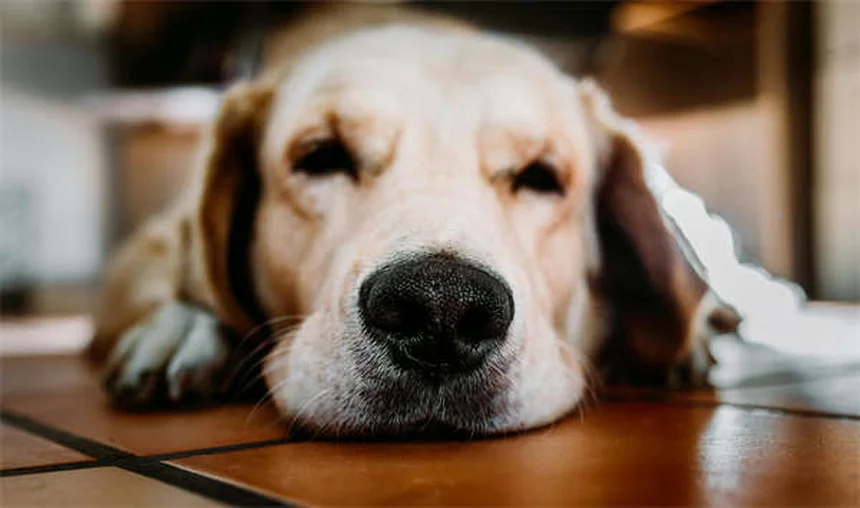 Comment nettoyer le panier de votre chien pour éliminer bactéries et parasites ?