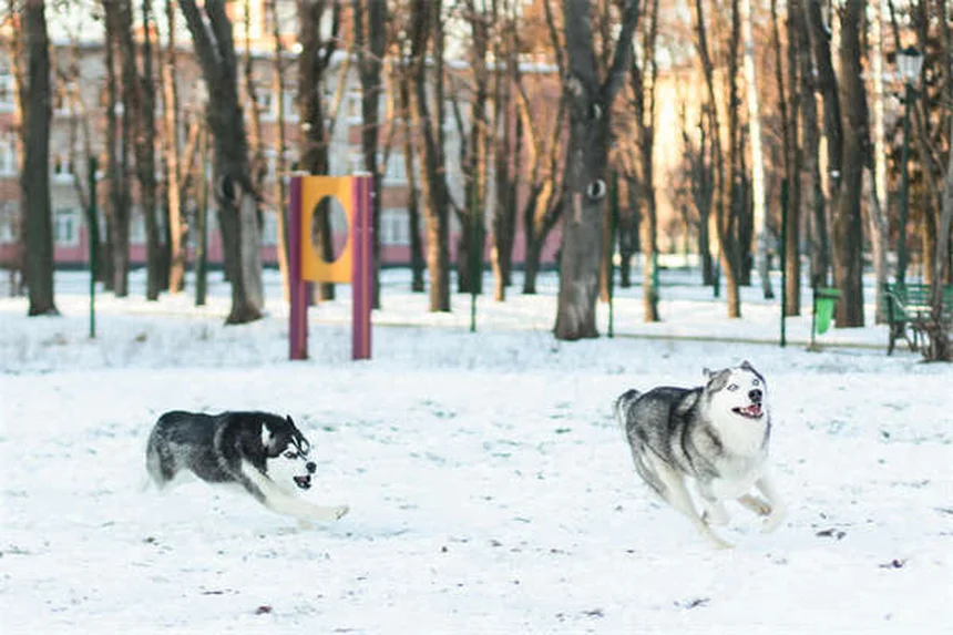 Comment nettoyer le panier de votre chien pour éliminer bactéries et parasites ?
