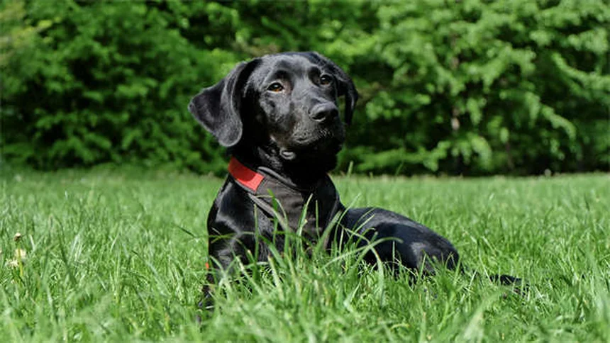 Comment nettoyer le panier de votre chien pour éliminer bactéries et parasites ?