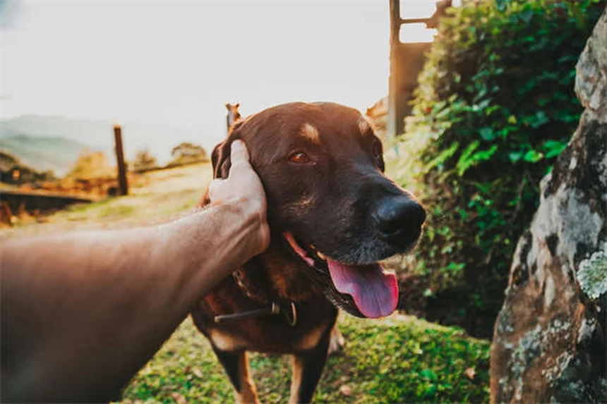 Mon chien peut-il attraper mon rhume ? Décryptage des symptômes