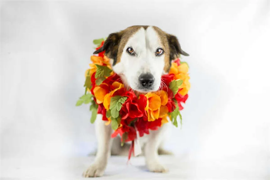 Problèmes de santé des chiens géants : 5 conseils pour prolonger leur vie