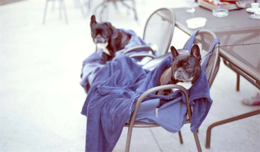 7 conseils vétérinaires pour soulager l'arthrose chez le chien