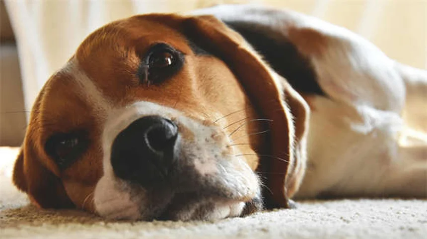 Vaccination des poulains : calendrier et conseils essentiels