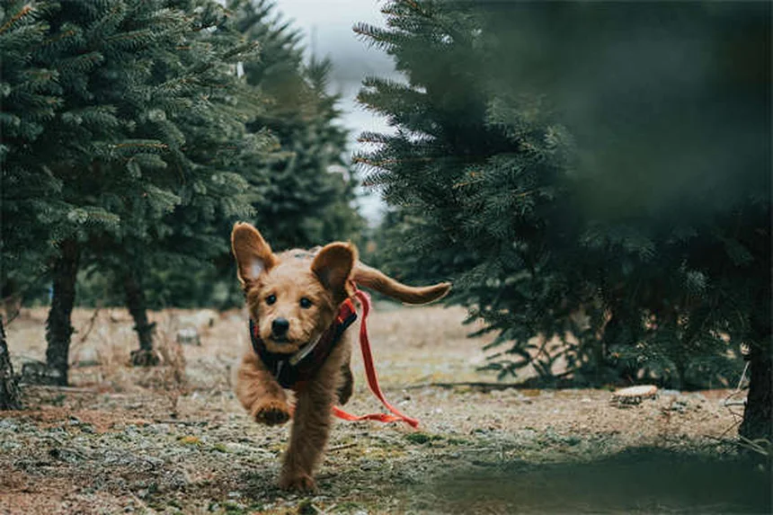 8 astuces pour rendre les promenades avec votre chien plus amusantes
