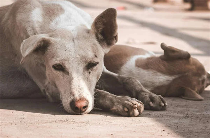 Protéger son chien contre les puces et tiques : le guide ultime