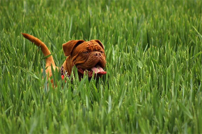Protéger son chien contre les puces et tiques : le guide ultime