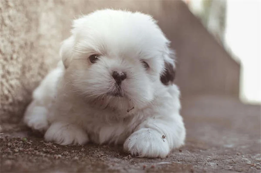 6 signes que votre chien manque cruellement d'exercice (et nos solutions)