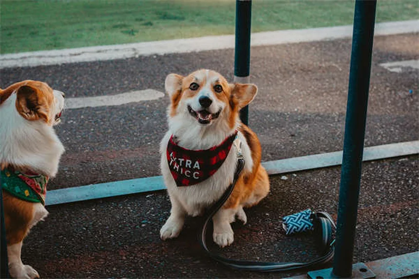 Épilepsie chez le chien : symptômes, causes et traitements
