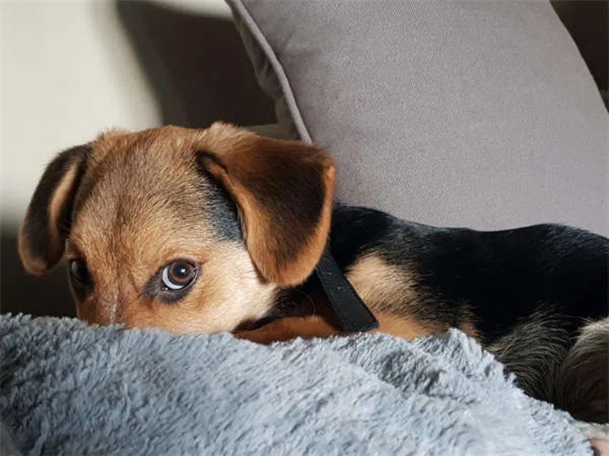Épilepsie chez le chien : symptômes, causes et traitements