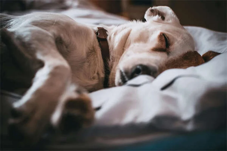 5 signes que votre chat a une maladie des gencives (et comment agir)