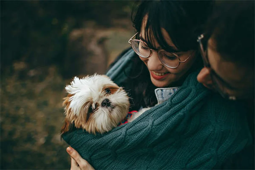 Chats qui se battent : 5 solutions efficaces pour rétablir la paix