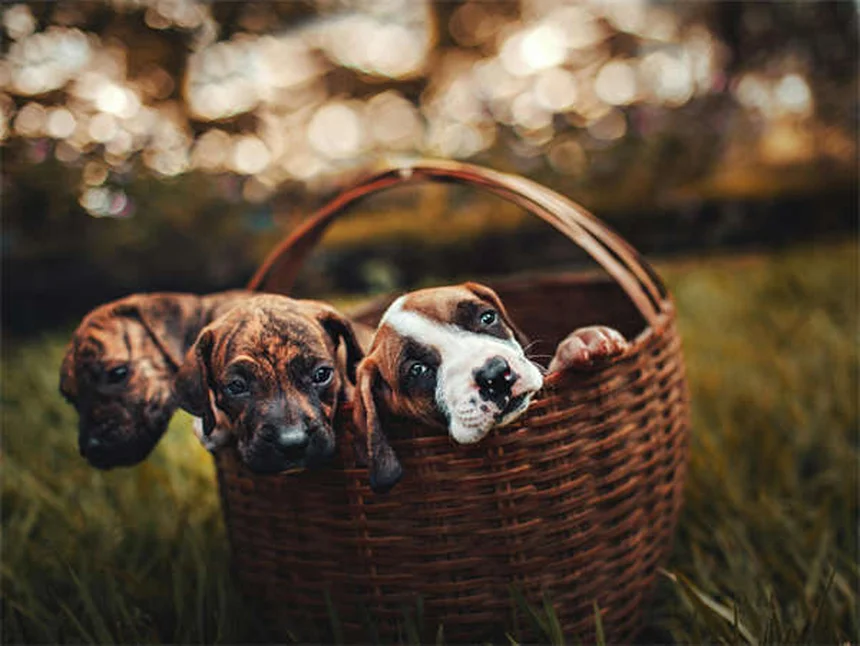 Comment protéger sa maison pour un lapin : 5 astuces indispensables