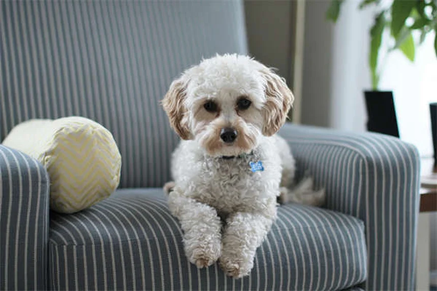 Traumatisme chez les animaux : solutions pour aider votre chien ou chat