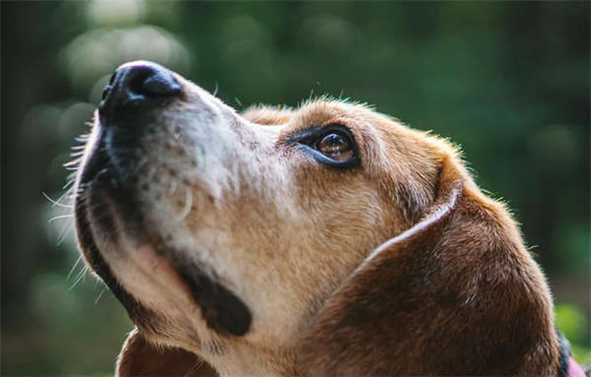 Traumatisme chez les animaux : solutions pour aider votre chien ou chat