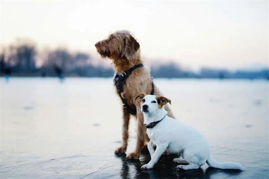 Comment calmer l'anxiété de votre nouveau chiot ? 5 solutions efficaces