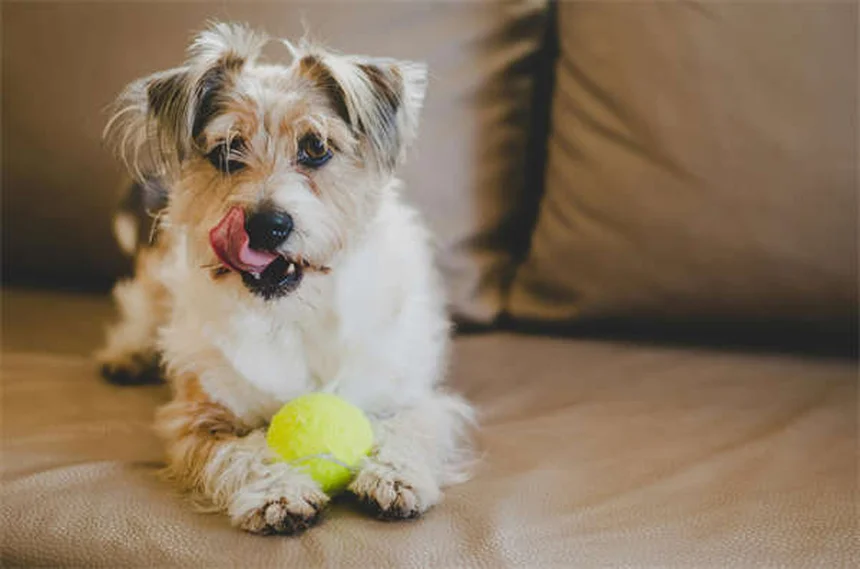 Comment calmer l'anxiété de votre nouveau chiot ? 5 solutions efficaces
