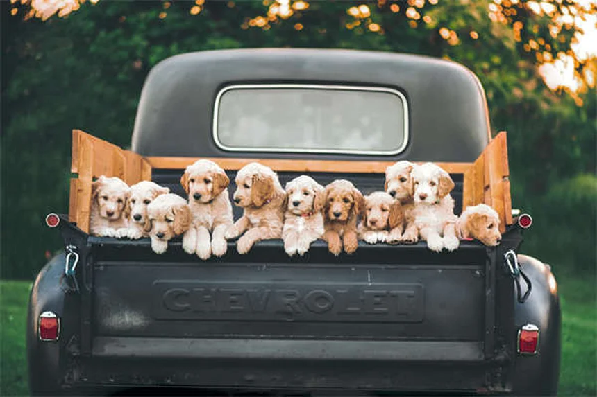 6 signes que votre chien vous fait confiance (et comment renforcer ce lien)