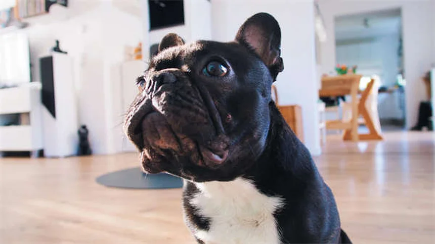 6 signes que votre chien vous fait confiance (et comment renforcer ce lien)