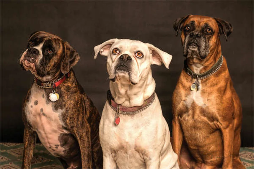 Compléments pour chiens âgés : 5 astuces pour prolonger leur vitalité
