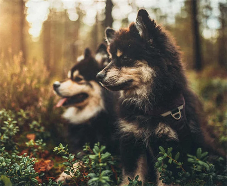 Compléments pour chiens âgés : 5 astuces pour prolonger leur vitalité