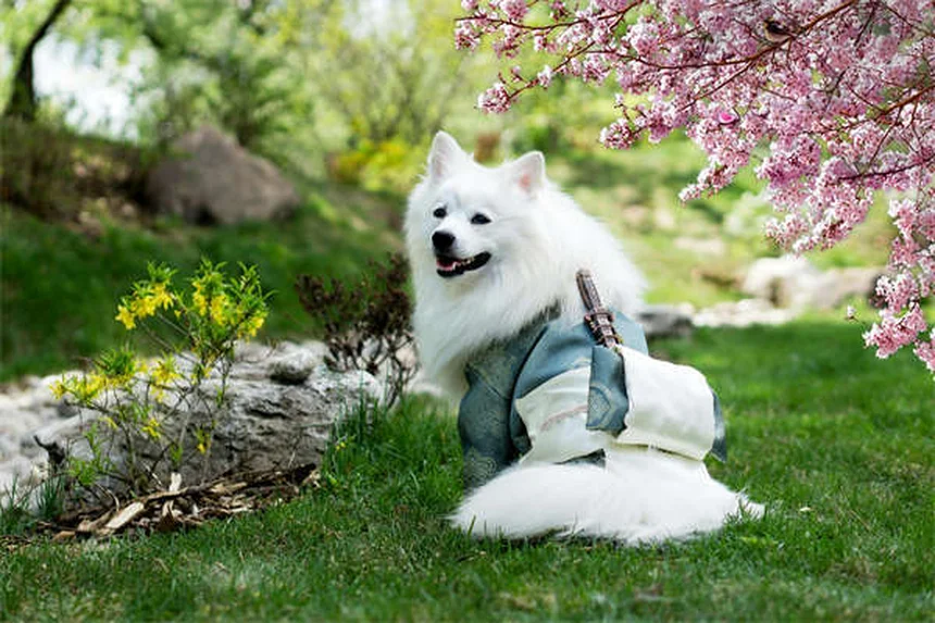 8 astuces pour nourrir votre chien âgé comme un pro