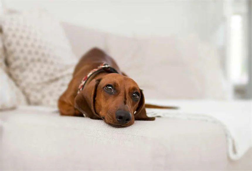 8 astuces pour nourrir votre chien âgé comme un pro