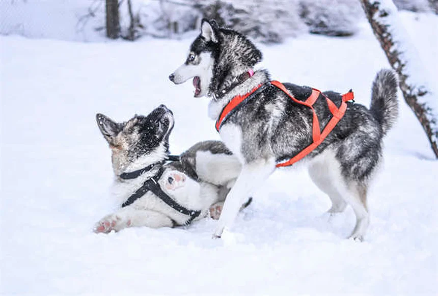 8 astuces pour nourrir votre chien âgé comme un pro