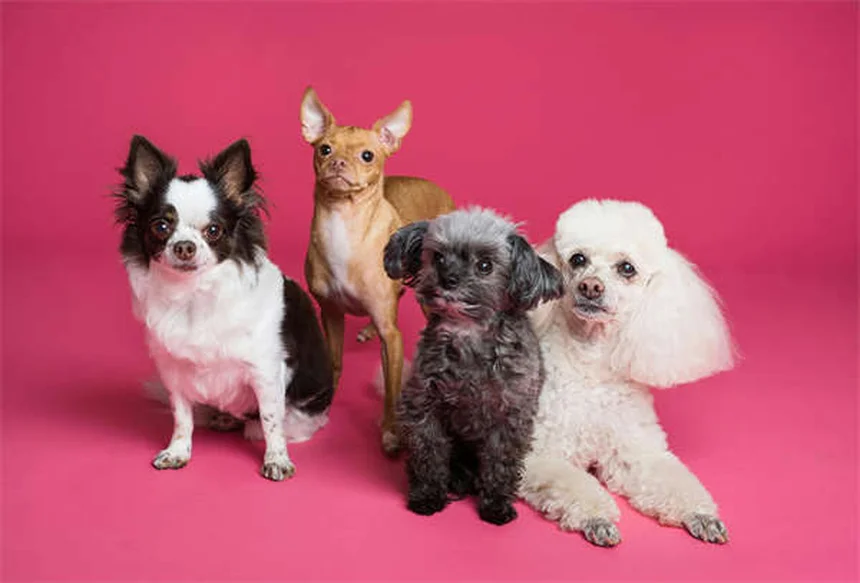 Arthrite chez le chien : 10 solutions efficaces pour soulager votre toutou