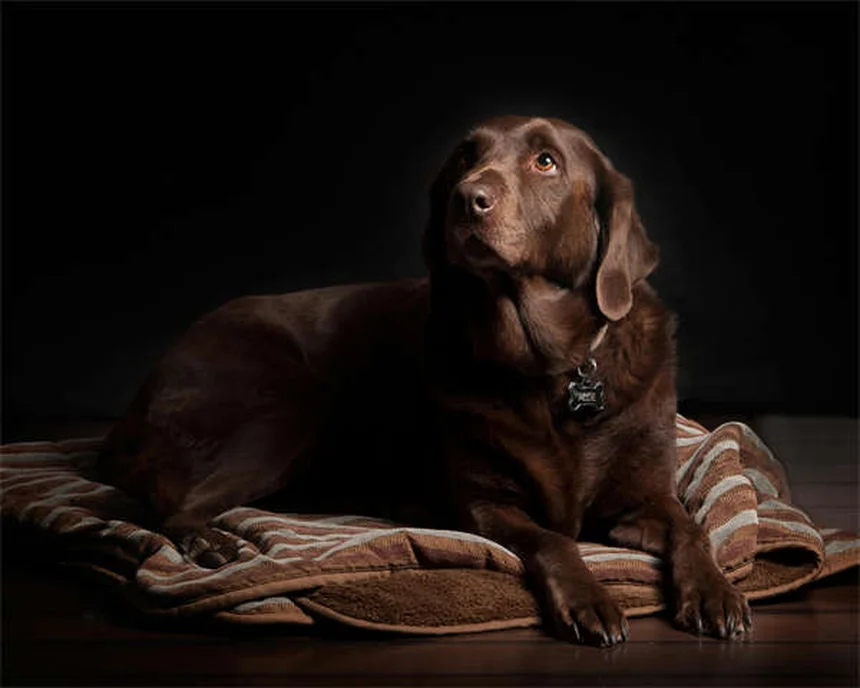 Mon chien lèche ses pattes sans arrêt : 5 causes et solutions