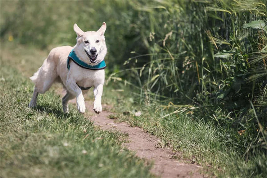 Buprenorphine pour chat : 3 solutions naturelles contre l'arthrite