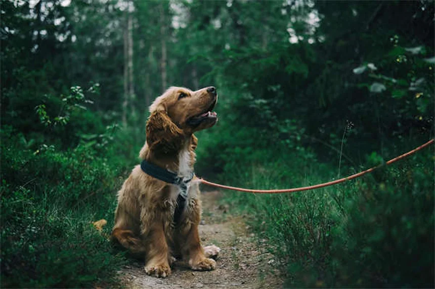 Buprenorphine pour chat : 3 solutions naturelles contre l'arthrite