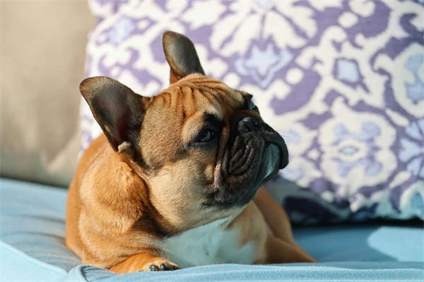 Test vers du cœur chien : tout savoir sur ce dépistage vital