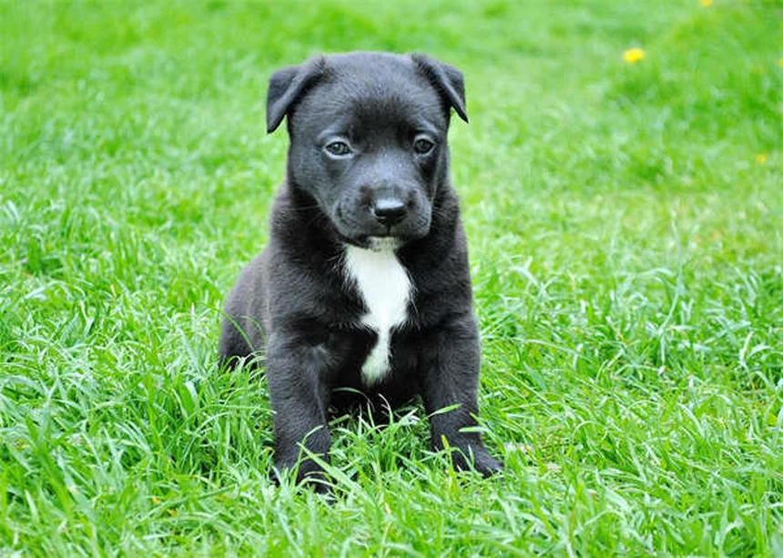 Problèmes de glandes anales chez le chien : symptômes et solutions