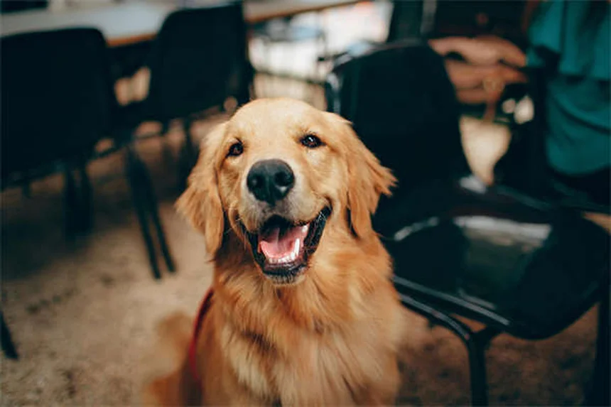 Test ADN chien : tout savoir sur les analyses génétiques canines