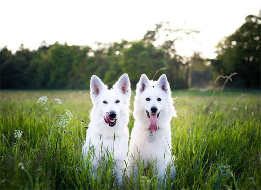 Pourquoi ramasser les crottes de chien est vital pour votre quartier ?
