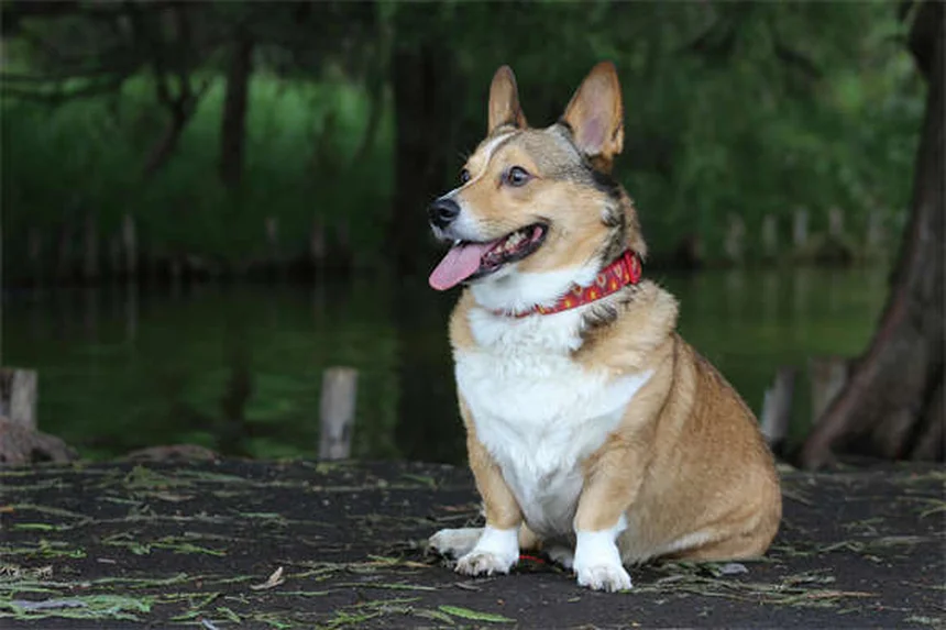 Dog Parkour : 5 Astuces pour Démarrer avec Ton Chien