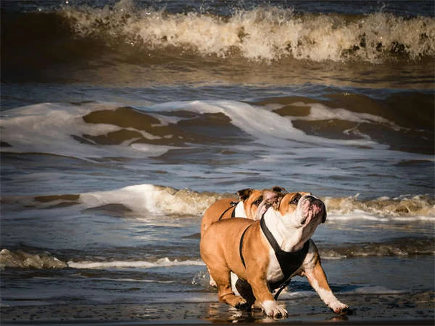 Dog Parkour : 5 Astuces pour Démarrer avec Ton Chien