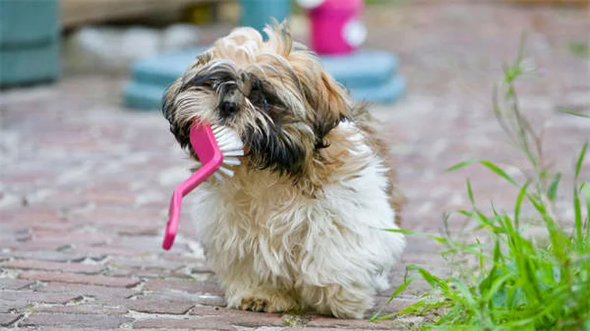 Comment bien hydrater son chien après l'exercice ? 5 astuces de pro