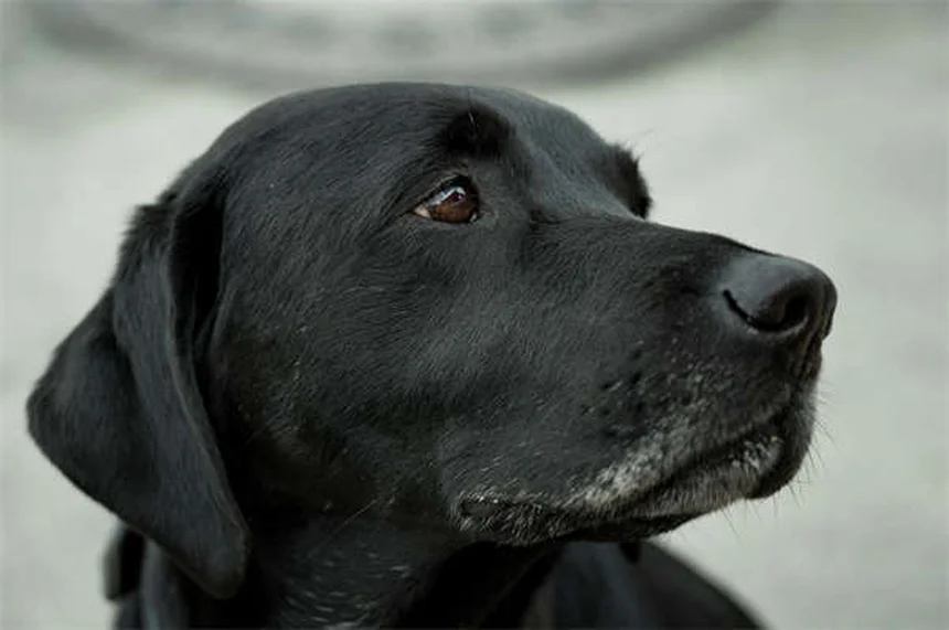 Rifampine pour chiens : guide complet sur cet antibiotique vétérinaire