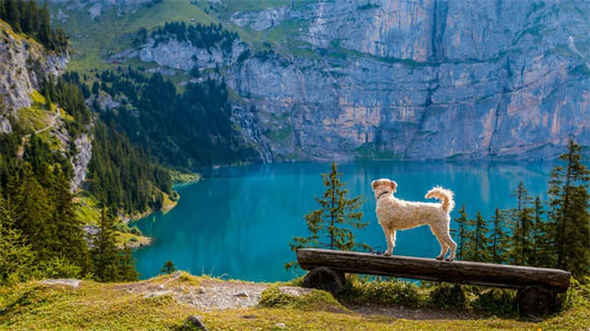 Rifampine pour chiens : guide complet sur cet antibiotique vétérinaire