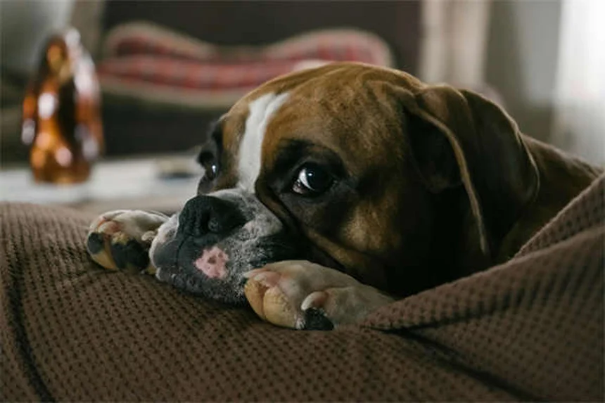 Rifampine pour chiens : guide complet sur cet antibiotique vétérinaire